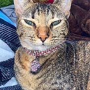Princess joined the competition — help win amazing prizes! cat, tabby, pet, animal, collar, jewelry, feline, whiskers, ears, fur, sleepy, indoor, cozy, blanket, resting, cute, closeup, domestic_cat, paw_charm, relaxed