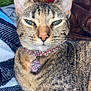 cat, tabby, pet, animal, collar, jewelry, feline, whiskers, ears, fur, sleepy, indoor, cozy, blanket, resting, cute, closeup, domestic_cat, paw_charm, relaxed