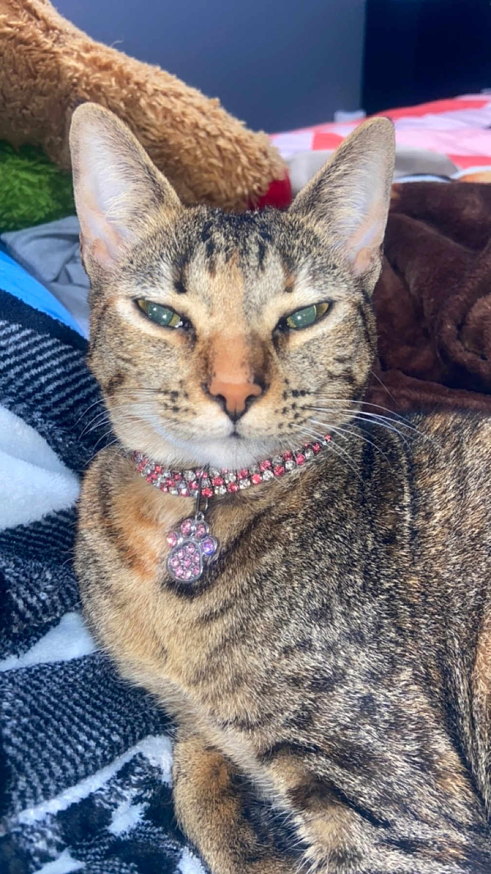 Princess joined the competition — help win amazing prizes! cat, tabby, pet, animal, collar, jewelry, feline, whiskers, ears, fur, sleepy, indoor, cozy, blanket, resting, cute, closeup, domestic_cat, paw_charm, relaxed