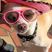 Bella is registered to the contest to win money with this photo: dog, small_dog, chihuahua, pink_hat, cowboy_hat, sunglasses, outdoor, sunny, pet_accessory, leopard_print, collar, dog_tag, tile_floor, close_up, cute, animal, sunlight, paw, fashion, portrait