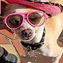 dog, small_dog, chihuahua, pink_hat, cowboy_hat, sunglasses, outdoor, sunny, pet_accessory, leopard_print, collar, dog_tag, tile_floor, close_up, cute, animal, sunlight, paw, fashion, portrait