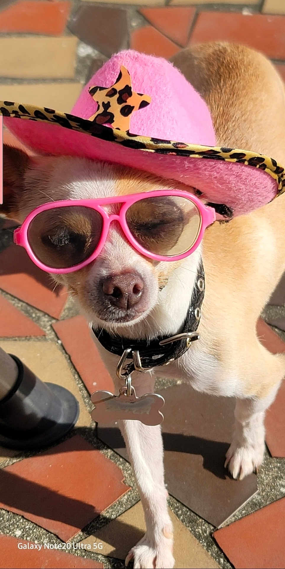 Bella is registered to the contest to win money with this photo: dog, small_dog, chihuahua, pink_hat, cowboy_hat, sunglasses, outdoor, sunny, pet_accessory, leopard_print, collar, dog_tag, tile_floor, close_up, cute, animal, sunlight, paw, fashion, portrait