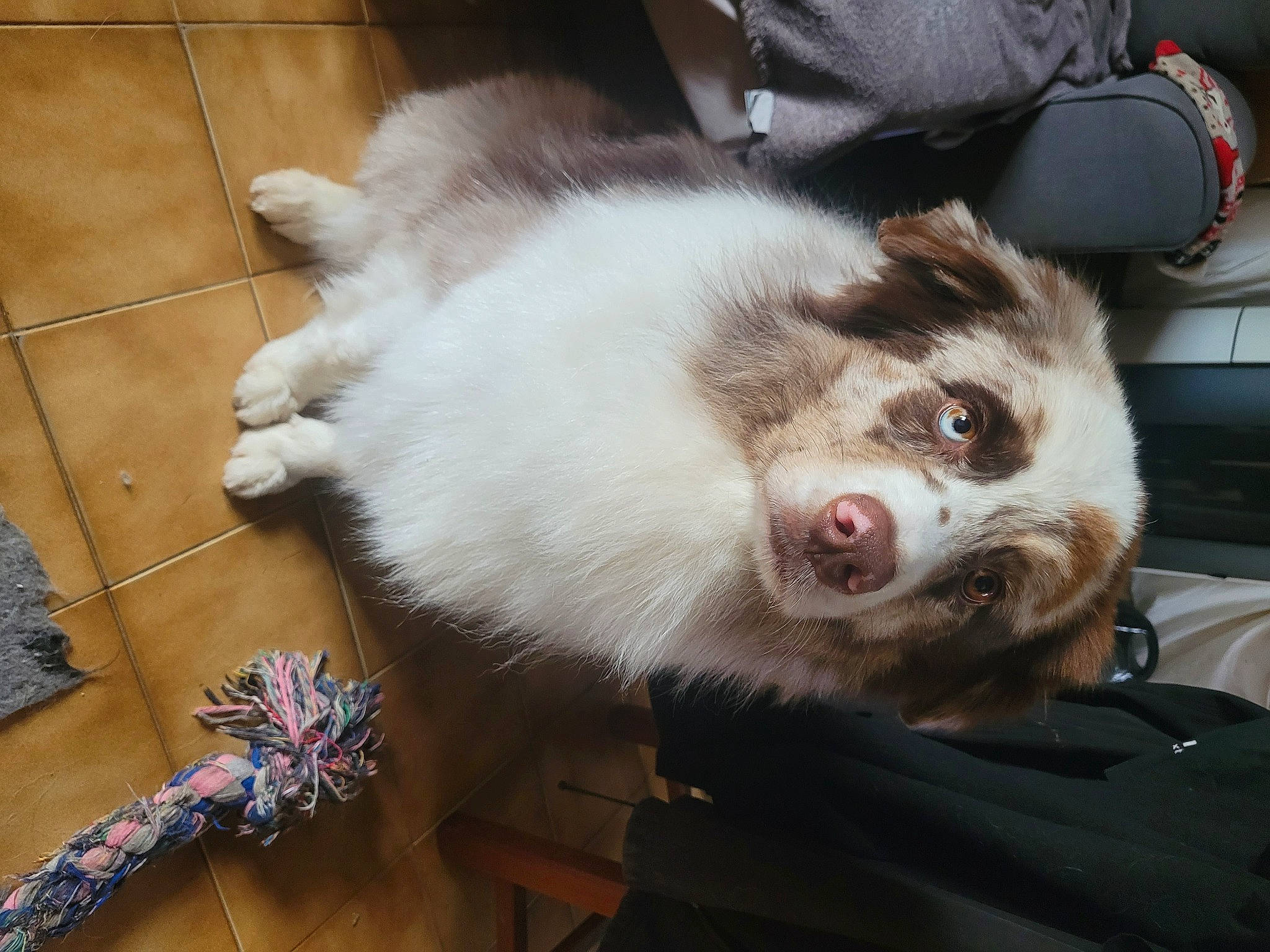 Tyron participe au concours pour gagner de l'argent avec cette photo : canidae, carnivore, companion_dog, dog, dog_breed, domestic_short_haired_cat, fang, felidae, flooring, fur, hardwood, herding_dog, paw, siberian_husky, sled_dog, small_to_medium_sized_cats, snout, sporting_group, whiskers, working_animal