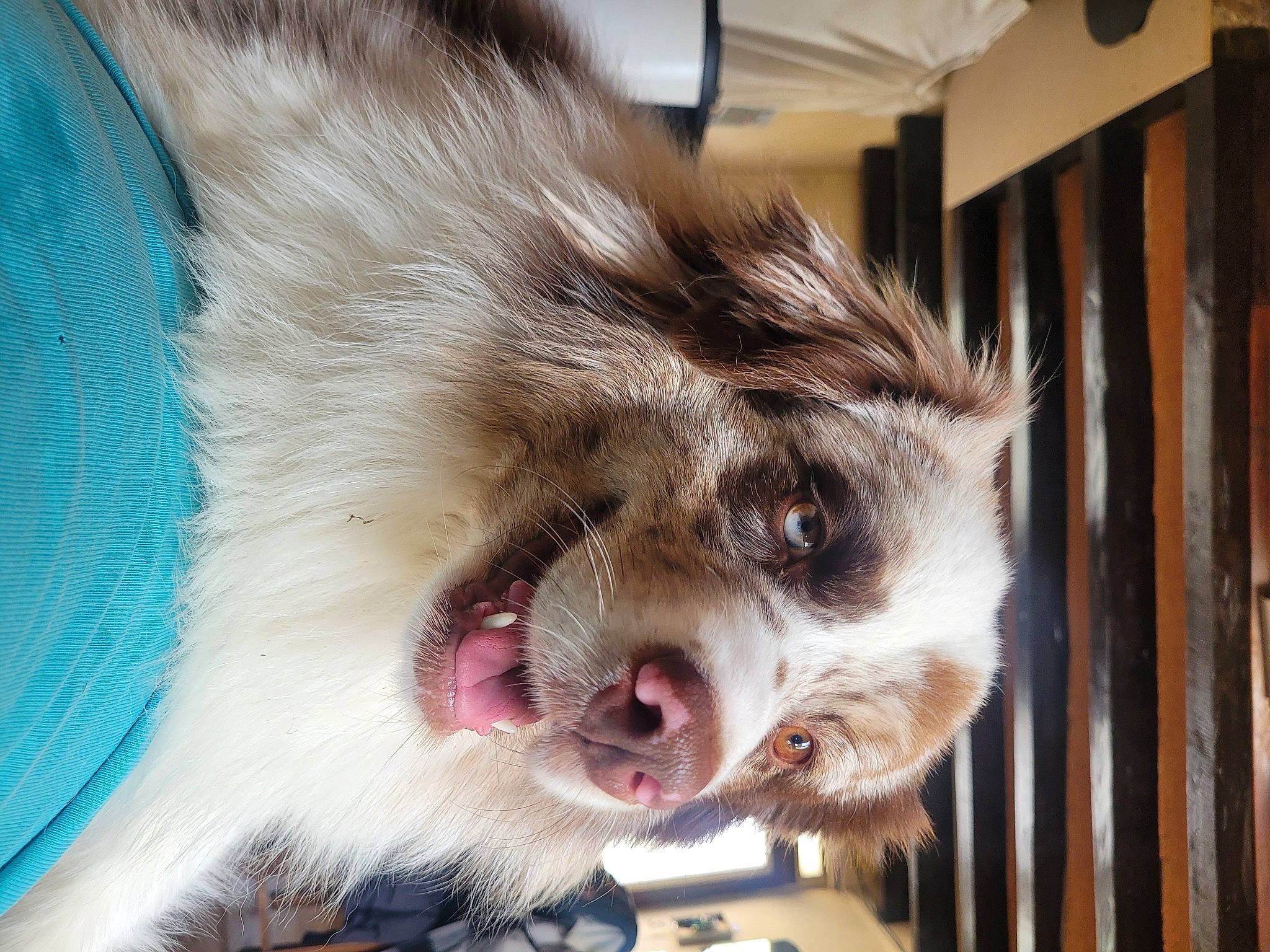 Tyron participe au concours pour gagner de l'argent avec cette photo : carnivore, companion_dog, dog, dog_breed, ear, eye, fang, fawn, felidae, head, human_body, iris, jaw, leg, paw, small_to_medium_sized_cats, snout, sporting_group, whiskers, working_animal