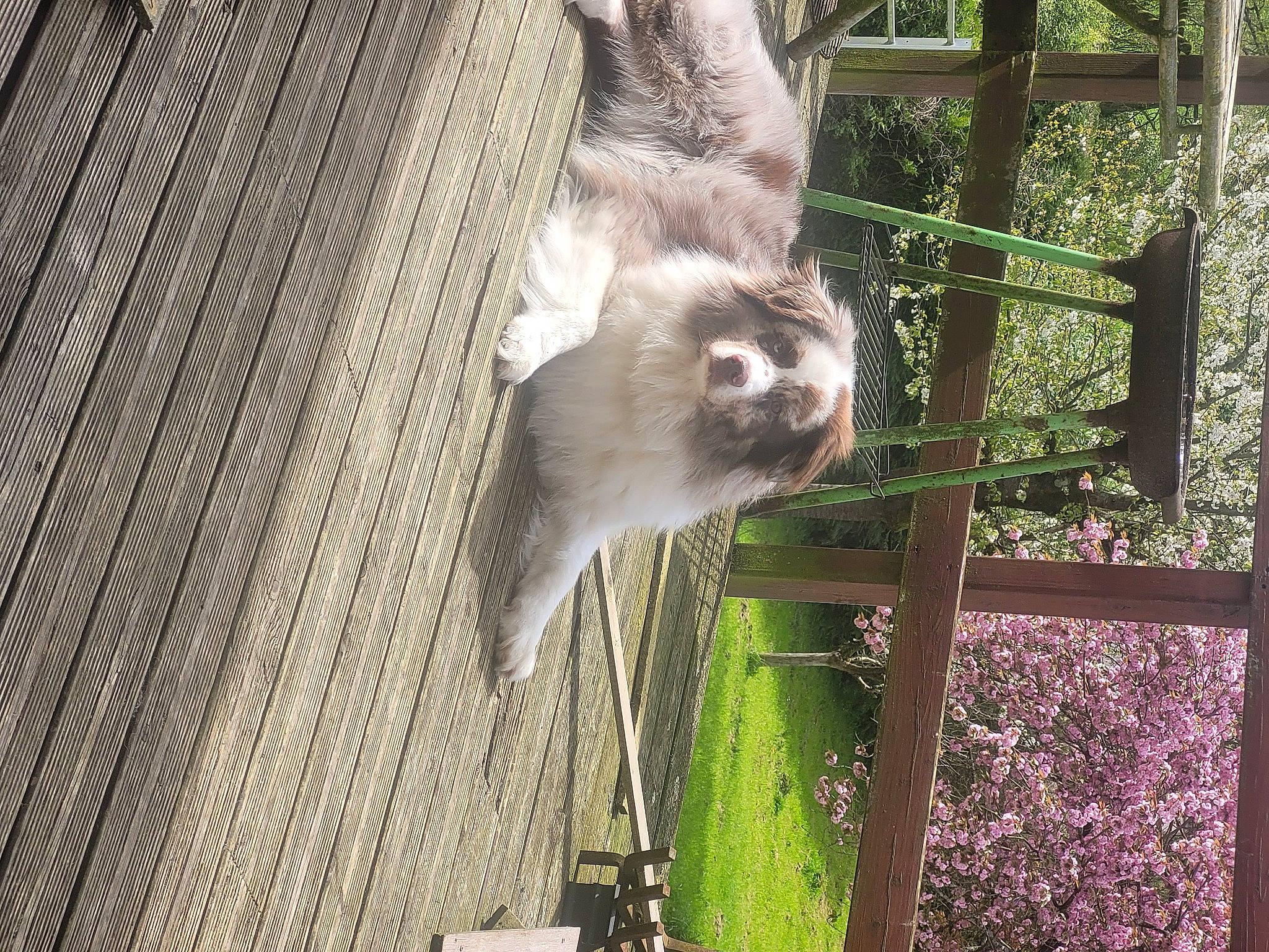 Tyron a rejoint le concours — aidez-le/la à gagner de superbes lots ! animal_shelter, cage, carnivore, fawn, felidae, fence, fur, grey, marsupial, mesh, mustelidae, pet_supply, plant, small_to_medium_sized_cats, snout, tail, terrestrial_animal, whiskers, wildlife, wood