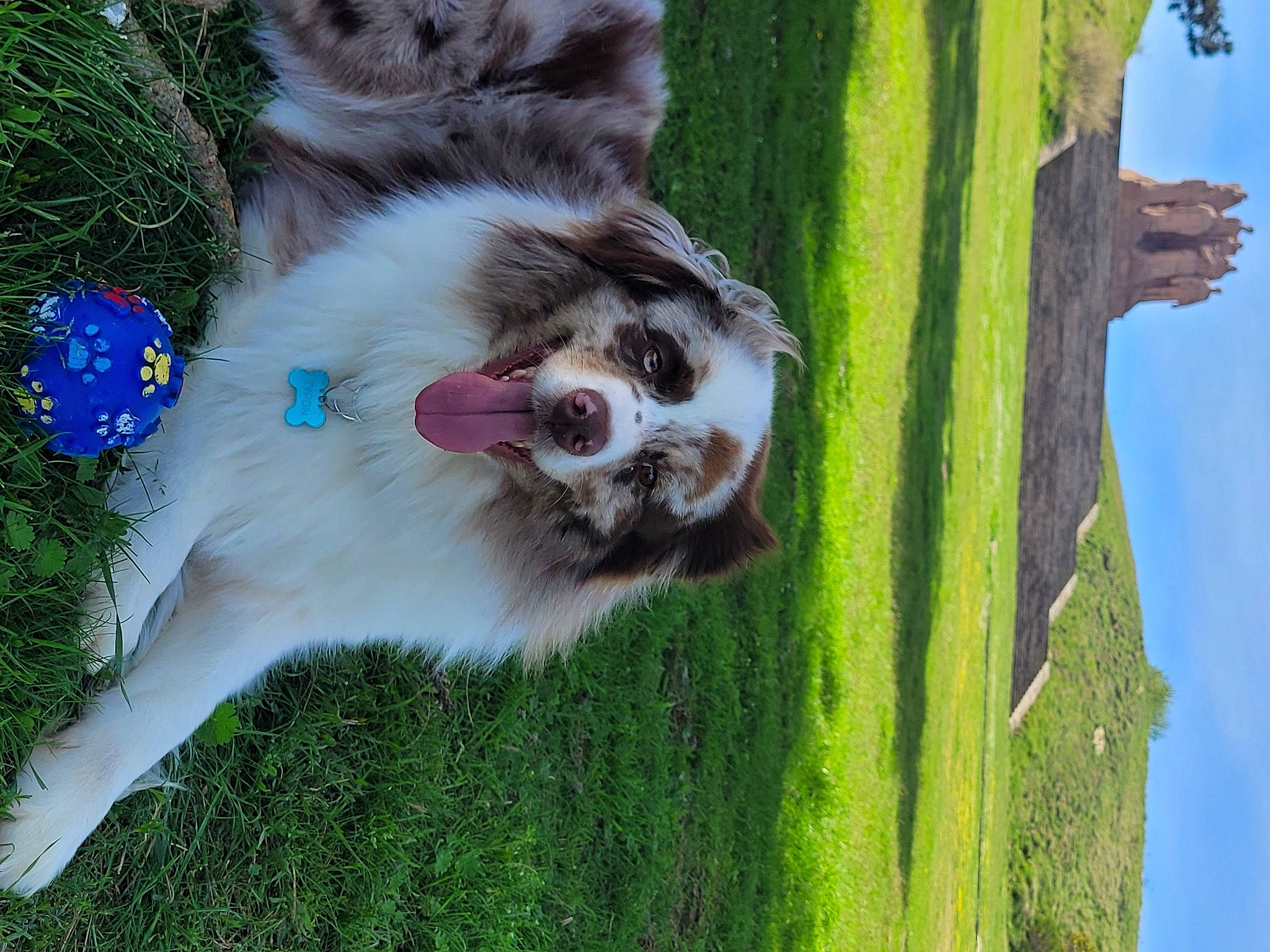 Tyron a rejoint le concours — aidez-le/la à gagner de superbes lots ! carnivore, collar, companion_dog, dog, dog_breed, fawn, felidae, fur, grass, green, herding_dog, miniature_australian_shepherd, plant, sky, snout, sporting_group, tail, terrestrial_animal, tree, whiskers