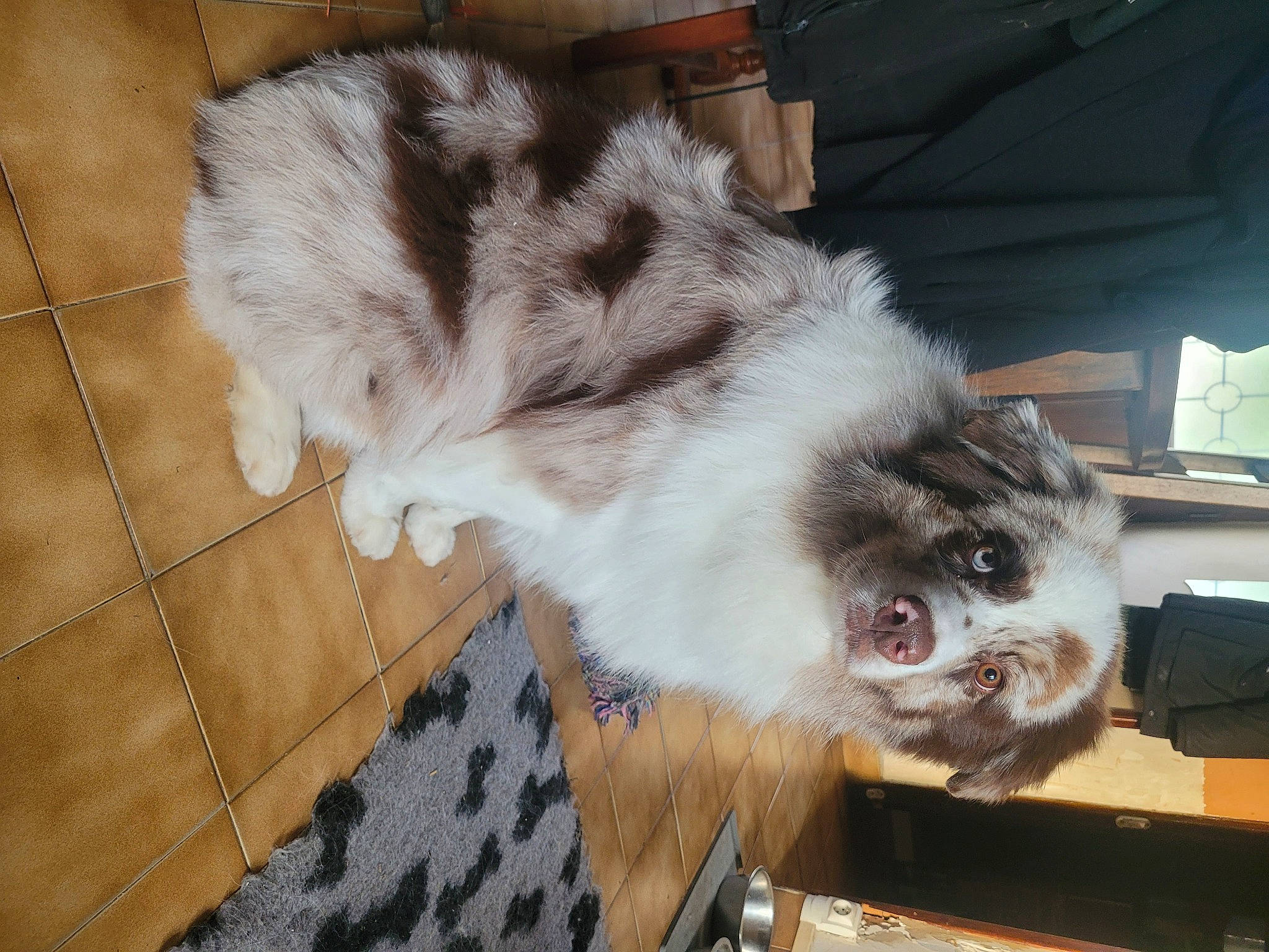 Tyron participe au concours pour gagner de l'argent avec cette photo : canidae, carnivore, companion_dog, dog, dog_breed, fawn, felidae, flooring, fur, paw, pet_supply, small_to_medium_sized_cats, snout, sporting_group, tail, tile_flooring, toy_dog, whiskers, working_animal