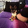 Venom a rejoint le concours — aidez-le/la à gagner de superbes lots ! animal, chihuahua, companion, couch, cozy, curtains, cute, dog, ears, fur, home, indoor, paws, pet, pillows, portrait, purple_couch, relaxed, sitting, small_dog