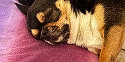Venom a rejoint le concours — aidez-le/la à gagner de superbes lots ! animal, black, blanket, brown, chihuahua, closeup, cozy, cute, dog, fur, indoor, paw, peaceful, pet, portrait, relax, rest, sleeping, small_dog, white