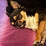 animal, black, blanket, brown, chihuahua, closeup, cozy, cute, dog, fur, indoor, paw, peaceful, pet, portrait, relax, rest, sleeping, small_dog, white