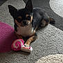 Venom participe au concours pour gagner de l'argent avec cette photo : animal, black_dog, carpet, chihuahua, cozy, cute, dog, domestic_animal, floor, home, indoor, lying_down, paw, pet, pet_toy, plush_toy, small_dog, snail_toy, tan_dog, toy