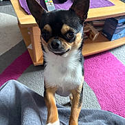Venom participe au concours pour gagner de l'argent avec cette photo : animal, black, blanket, brown, carpet, chihuahua, companion, cute, dog, ears, front_paws, fur, indoor, living_room, looking_up, pet, remote_controls, small_dog, table, white