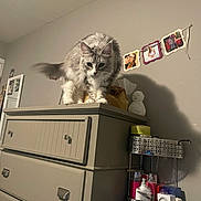 Athena joined the competition — help win amazing prizes! animal, bed, bookcase, cabinet, cat, chestofdrawers, closet, cupboard, drawer, dresser, electricaldevice, face, furniture, head, indoors, person, pet, shelf, sideboard, switch