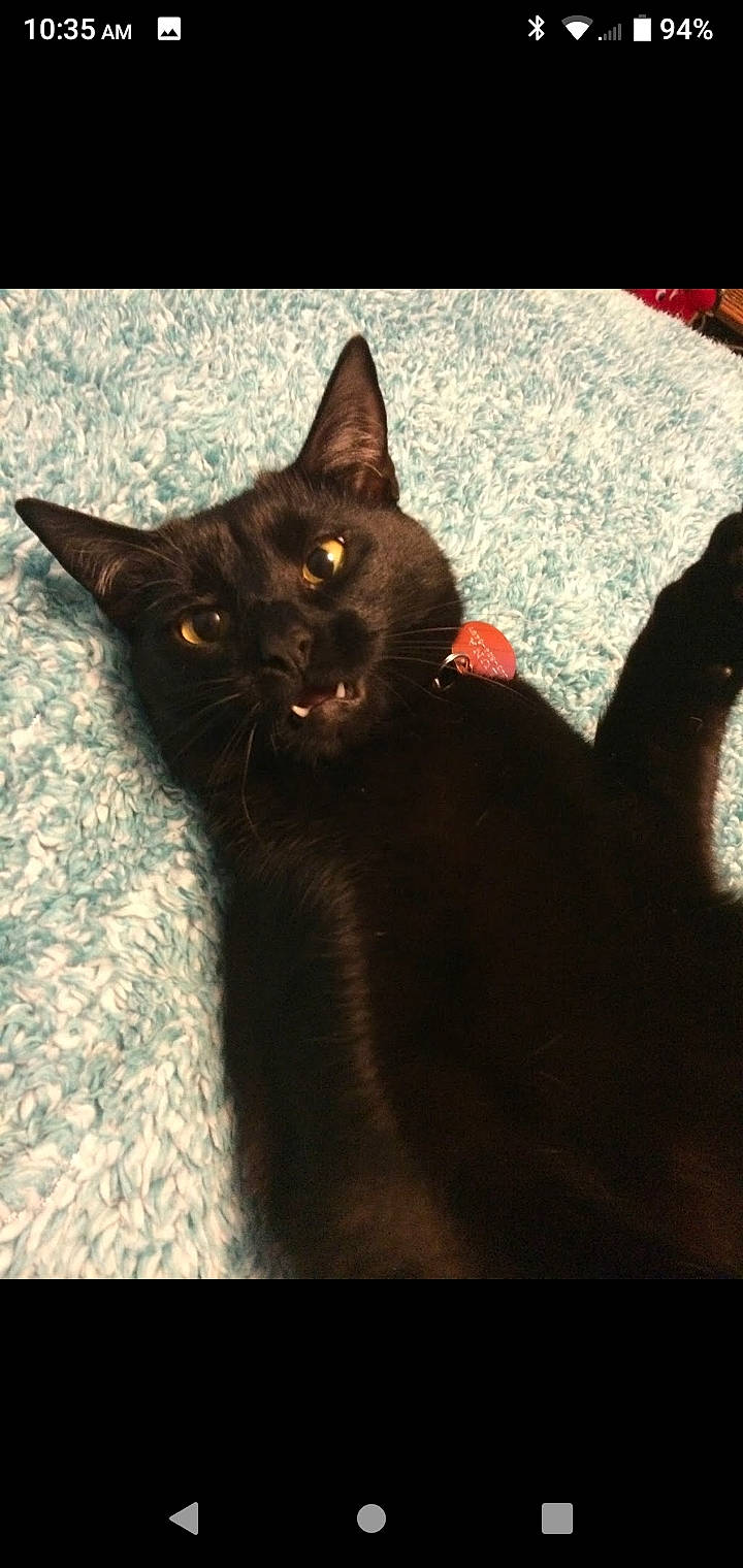 Luna joined the competition — help win amazing prizes! black_cat, bombay, brown, carnivore, cat, darkness, domestic_short_haired_cat, eye, felidae, fur, havana_brown, sand, shadow, small_to_medium_sized_cats, snout, tail, terrestrial_animal, tints_and_shades, whiskers, window