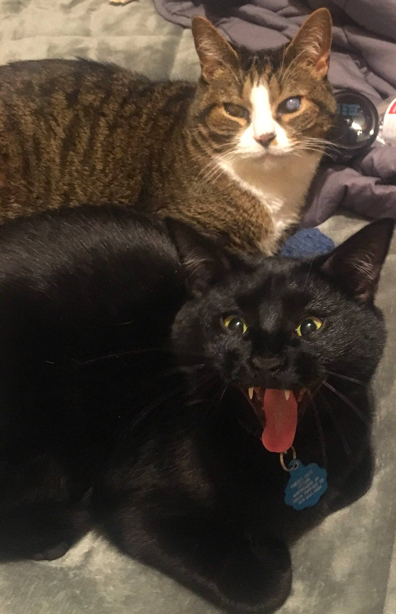 Luna joined the competition — help win amazing prizes! black_cat, bombay, carnivore, cat, claw, comfort, domestic_short_haired_cat, fang, felidae, foot, fur, paw, plant, sitting, small_to_medium_sized_cats, snout, tail, terrestrial_animal, whiskers, window