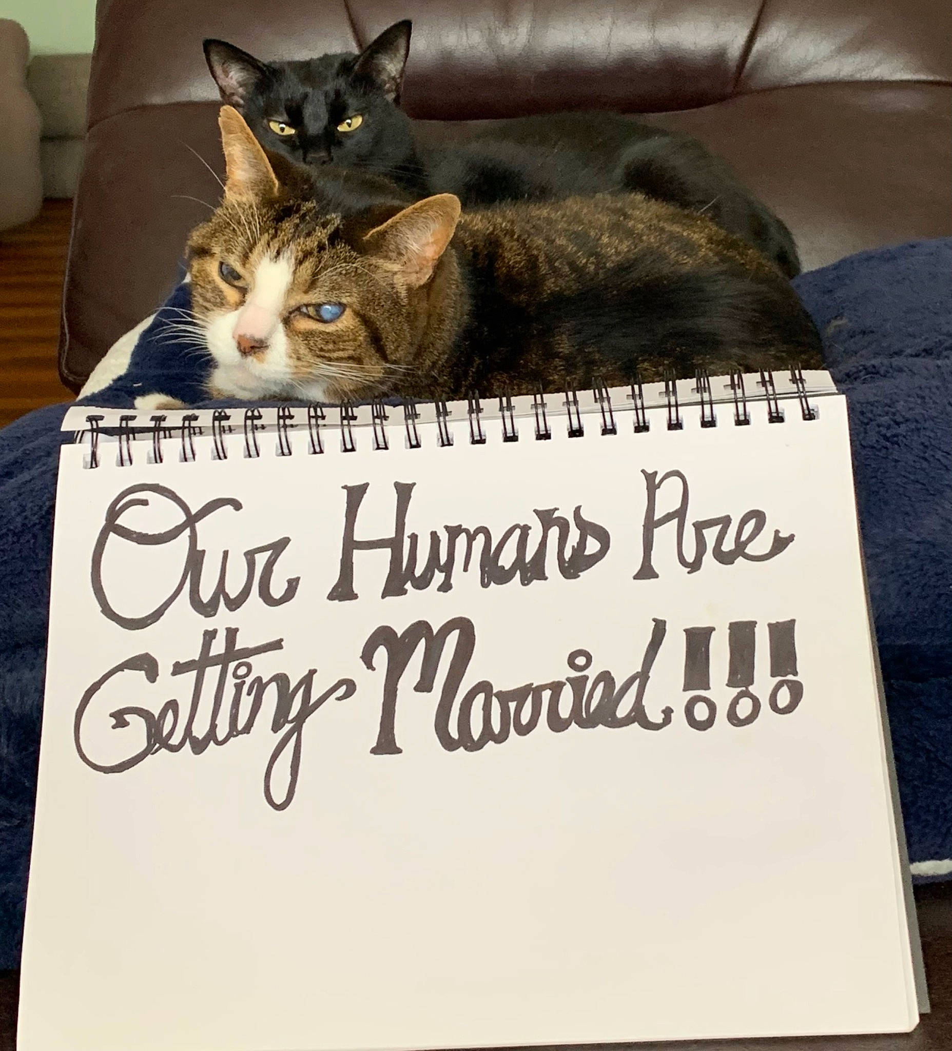 Luna joined the competition — help win amazing prizes! art, carnivore, cat, comfort, couch, domestic_short_haired_cat, felidae, font, fur, handwriting, linens, paper, paper_product, photo_caption, publication, room, small_to_medium_sized_cats, tail, terrestrial_animal, whiskers