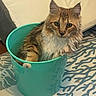 Lexie is registered to the contest to win money with this photo: animal, art, bowl, bucket, cat, cookware, hardwood, indoors, jar, kitten, manx, pet, plant, planter, porcelain, pot, pottedplant, pottery, vase, wood