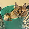 Lexie is registered to the contest to win money with this photo: animal, art, bucket, cat, cookware, hardwood, kitten, manx, pet, porcelain, pot, pottery, wood