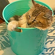 Lexie is registered to the contest to win money with this photo: animal, basket, bucket, cat, cookware, hardwood, kitten, manx, pet, pot, stainedwood, wood