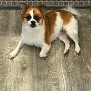 Winnie is registered to the contest to win money with this photo: dog, brown_and_white, fluffy, pet, indoor, floor, wooden_floor, rug, laying_down, curious, ears_up, tail, cute, small_dog, animal, domestic, fur, looking_up, companion, calm