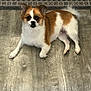 dog, brown_and_white, fluffy, pet, indoor, floor, wooden_floor, rug, laying_down, curious, ears_up, tail, cute, small_dog, animal, domestic, fur, looking_up, companion, calm