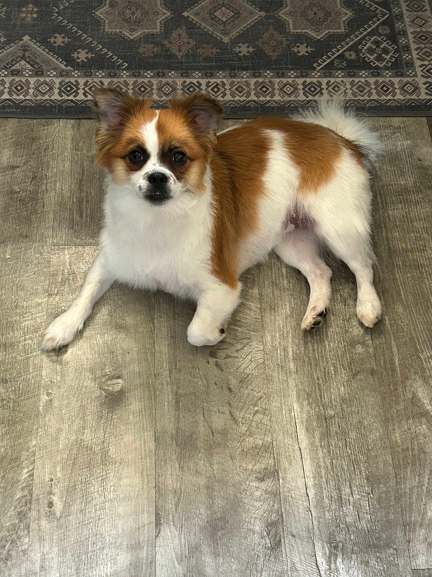 Winnie is registered to the contest to win money with this photo: dog, brown_and_white, fluffy, pet, indoor, floor, wooden_floor, rug, laying_down, curious, ears_up, tail, cute, small_dog, animal, domestic, fur, looking_up, companion, calm