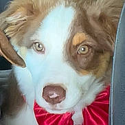 Chanel participe au concours pour gagner de l'argent avec cette photo : animal, bow, brown_and_white, canine, car_seat, close_up, cute, dog, domestic_animal, ears, fluffy, fur, indoor, looking_at_camera, nose, pet, portrait, red_bow, seatbelt, whiskers