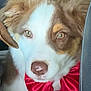 animal, bow, brown_and_white, canine, car_seat, close_up, cute, dog, domestic_animal, ears, fluffy, fur, indoor, looking_at_camera, nose, pet, portrait, red_bow, seatbelt, whiskers