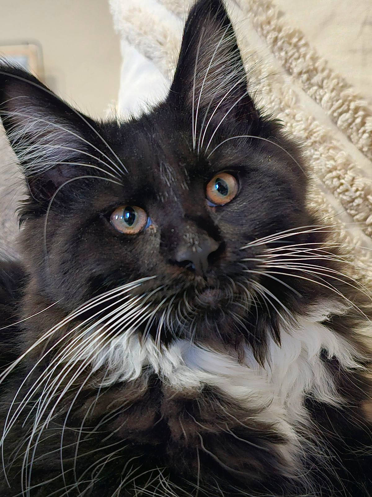 Vogue participe au concours pour gagner de l'argent avec cette photo : black_cat, carnivore, cat, claw, close_up, domestic_short_haired_cat, ear, electric_blue, eye, felidae, fur, paw, small_to_medium_sized_cats, snout, tail, terrestrial_animal, whiskers, wildlife, window