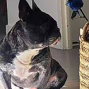 Bartok participe au concours pour gagner de l'argent avec cette photo : dog, french_bulldog, brindle, pet, indoor, sunlight, floor, basket, flower, blue_rose, animal, sitting, looking_away, shadow, home, cute, companion, domestic, portrait, canine