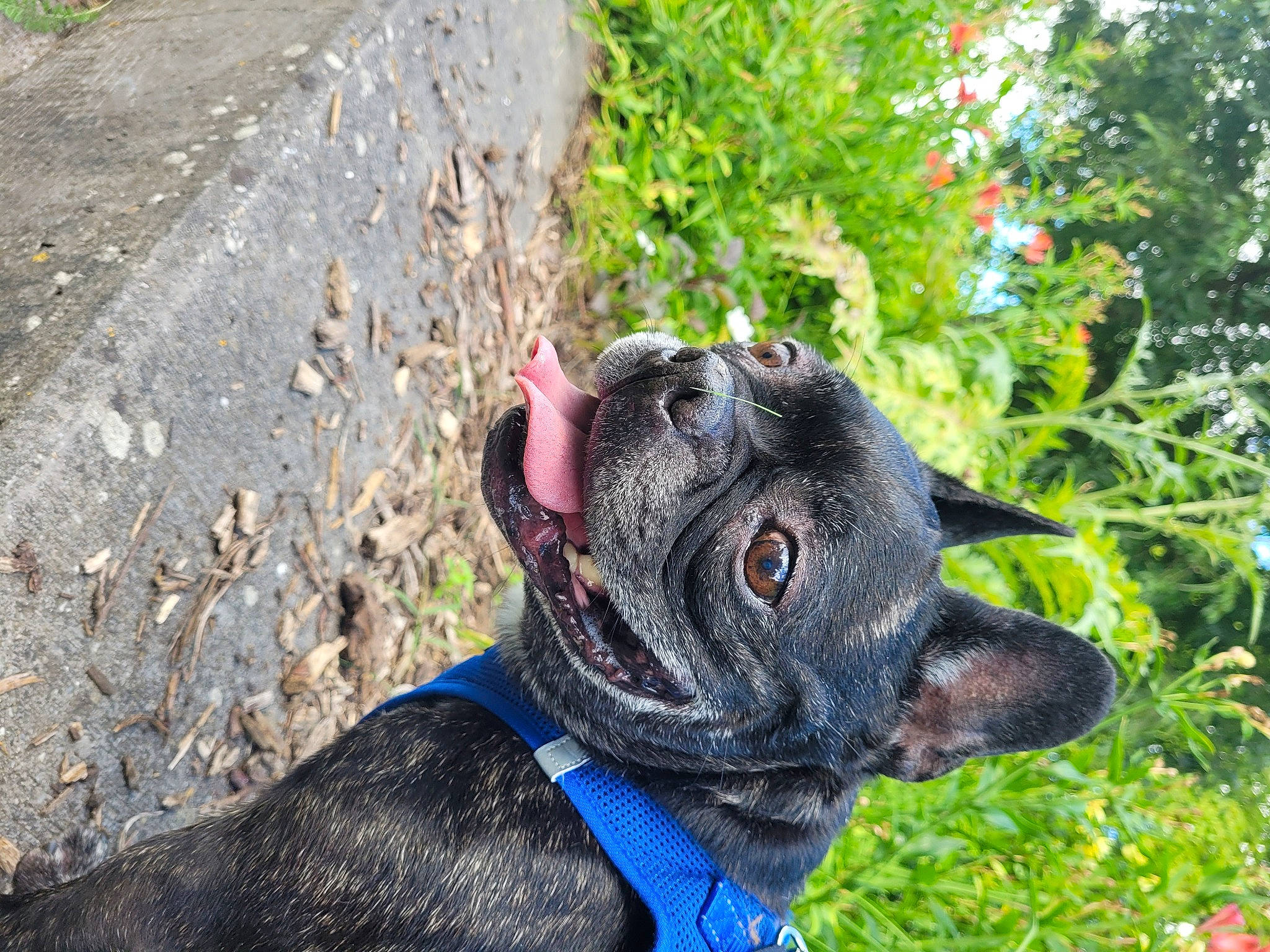 Bart participe au concours pour gagner de l'argent avec cette photo : canidae, carnivore, collar, companion_dog, dog, dog_breed, dog_collar, dog_supply, electric_blue, fashion_accessory, fawn, grass, leash, pet_supply, plant, snout, sporting_group, terrestrial_animal, whiskers, working_animal