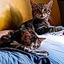 Mimi participe au concours pour gagner de l'argent avec cette photo : cat, tabby_cat, sleeping_cat, resting, indoor, bed, blanket, feline, pet, animal, cozy, relaxed, fur, whiskers, ears, sleep, companion, domestic, cute, comfort