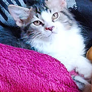 Mimi participe au concours pour gagner de l'argent avec cette photo : kitten, cat, pet, feline, fluffy, cute, animal, indoors, blanket, pink, texture, resting, young, fur, whiskers, closeup, cozy, soft, eyes, relaxing