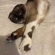 Luna is registered to the contest to win money with this photo: cat, pet, relaxed, stretching, fur, whiskers, paws, blanket, indoor, sleepy, cozy, brown, white, soft, animal, cute, domestic, feline, resting, closeup