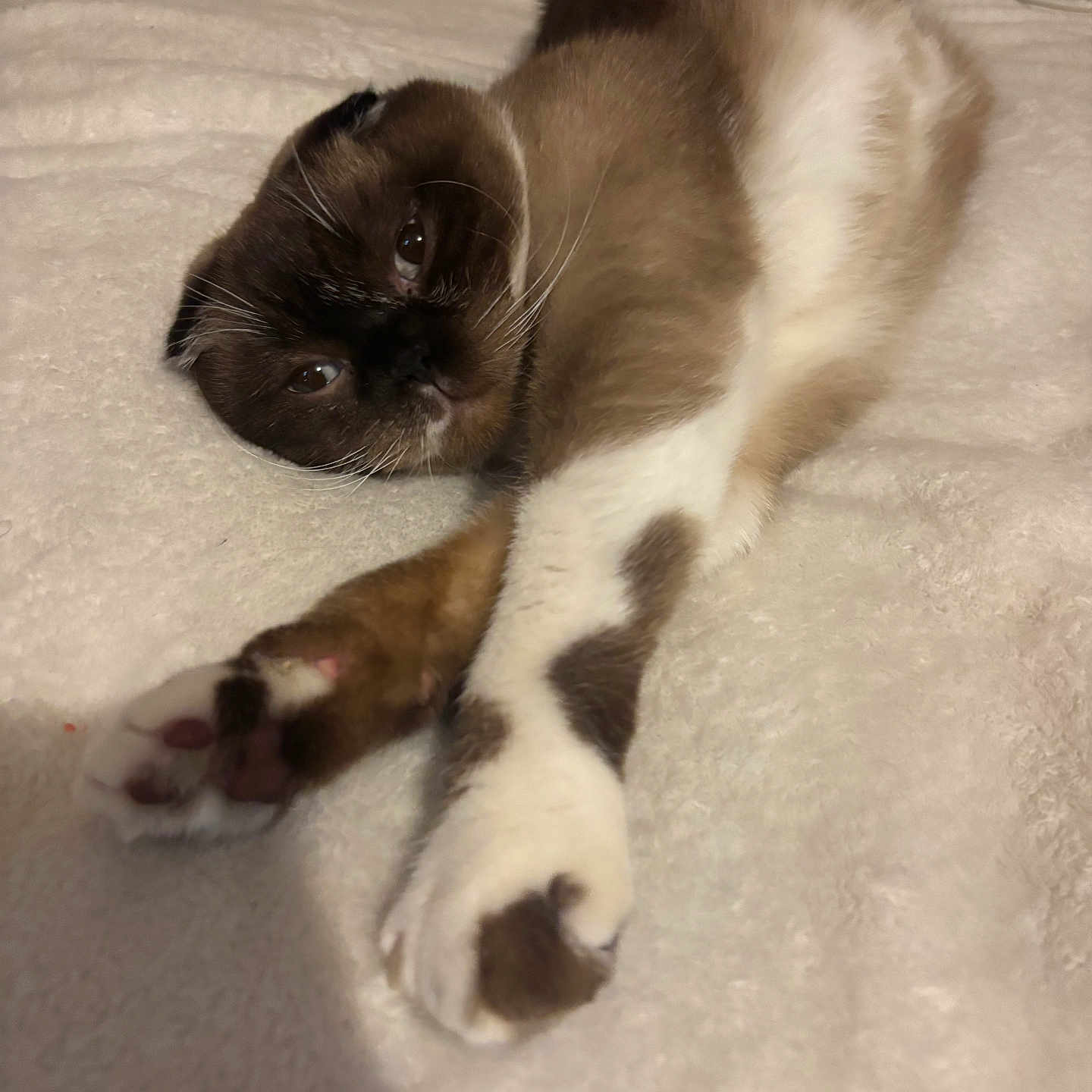 Luna is registered to the contest to win money with this photo: cat, pet, relaxed, stretching, fur, whiskers, paws, blanket, indoor, sleepy, cozy, brown, white, soft, animal, cute, domestic, feline, resting, closeup