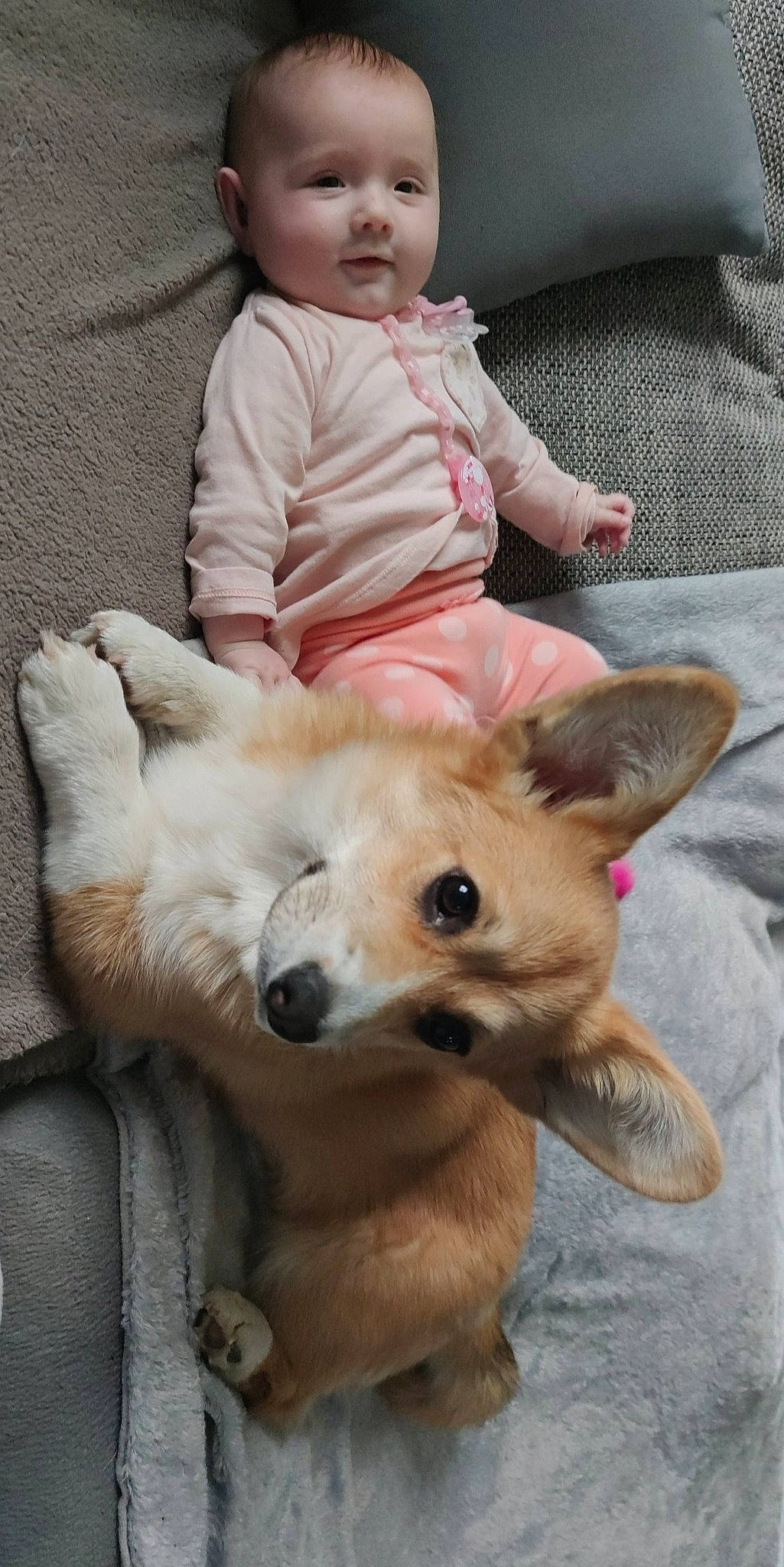 Héléna a rejoint le concours — aidez-le/la à gagner de superbes lots ! baby, baby_toddler_clothing, carnivore, child, comfort, companion_dog, dog, dog_breed, fawn, fur, lap, mammal, person, sitting, sleeve, snout, sporting_group, toddler, toy_dog, vertebrate