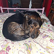 Edgar is registered to the contest to win money with this photo: animal, bed, bedframe, black, blanket, brown, colorful, cozy, curled_up, dog, furniture, indoor, patterned, peaceful, pet, quiet, resting, sleeping, spray_bottle, unicorn