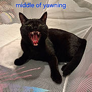 Onyx joined the competition — help win amazing prizes! animal, black_cat, blue_text, cat, close_up, dramatic, fangs, funny, green_eyes, indoor, lounging, mesh_chair, open_mouth, pet, portrait, sitting, teeth, text_overlay, tongue, yawning
