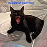 black_cat, cat, yawning, open_mouth, fangs, teeth, tongue, green_eyes, animal, pet, sitting, lounging, mesh_chair, indoor, close_up, portrait, funny, dramatic, blue_text, text_overlay