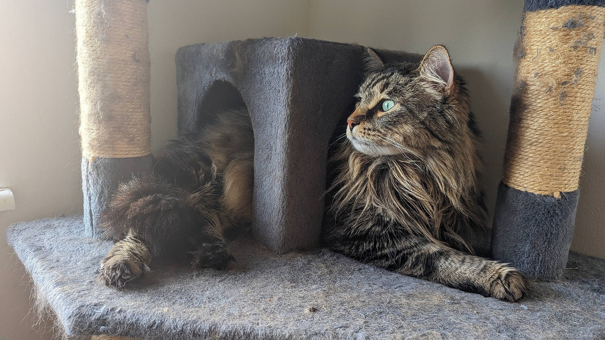 Titan joined the competition — help win amazing prizes! carnivore, cat, cat_supply, comfort, domestic_short_haired_cat, felidae, flooring, fur, grey, mammal, paw, sitting, small_to_medium_sized_cats, snout, tail, terrestrial_animal, vertebrate, whiskers, window, wood