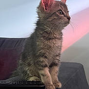 Chipie a rejoint le concours — aidez-le/la à gagner de superbes lots ! cat, kitten, animal, pet, feline, fluffy, gray_fur, striped_fur, whiskers, ears, eyes, portrait, sitting, couch, sofa, remote_control, indoors, home, soft_lighting, close_up
