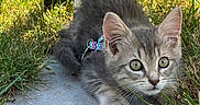 Chipie participe au concours pour gagner de l'argent avec cette photo : cat, kitten, gray_cat, tabby, animal, pet, outdoor, grass, garden, harness, leash, greenery, crouching, lying_down, close_up, whiskers, ears, eyes, fur, portrait