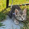 cat, kitten, gray_cat, tabby, animal, pet, outdoor, grass, garden, harness, leash, greenery, crouching, lying_down, close_up, whiskers, ears, eyes, fur, portrait