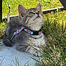 Chipie a rejoint le concours — aidez-le/la à gagner de superbes lots ! cat, kitten, gray_cat, fluffy, pet, animal, outdoors, grass, garden, harness, leash, collar, lying_down, whiskers, ears, eyes, fur, portrait, sunlight, backyard
