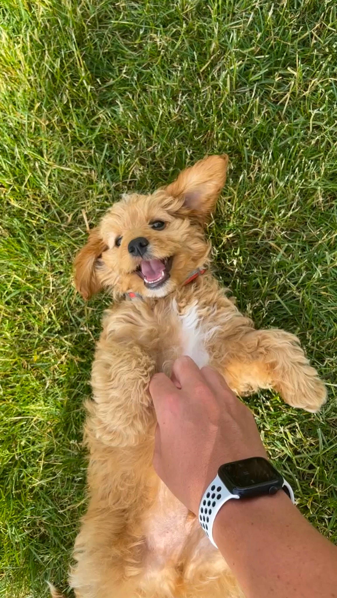 Jager is registered to the contest to win money with this photo: canidae, carnivore, chihuahua, collar, companion_dog, dog, dog_breed, dog_supply, fawn, fur, grass, liver, plant, snout, sporting_group, terrier, toy_dog, watch, water_dog, working_animal