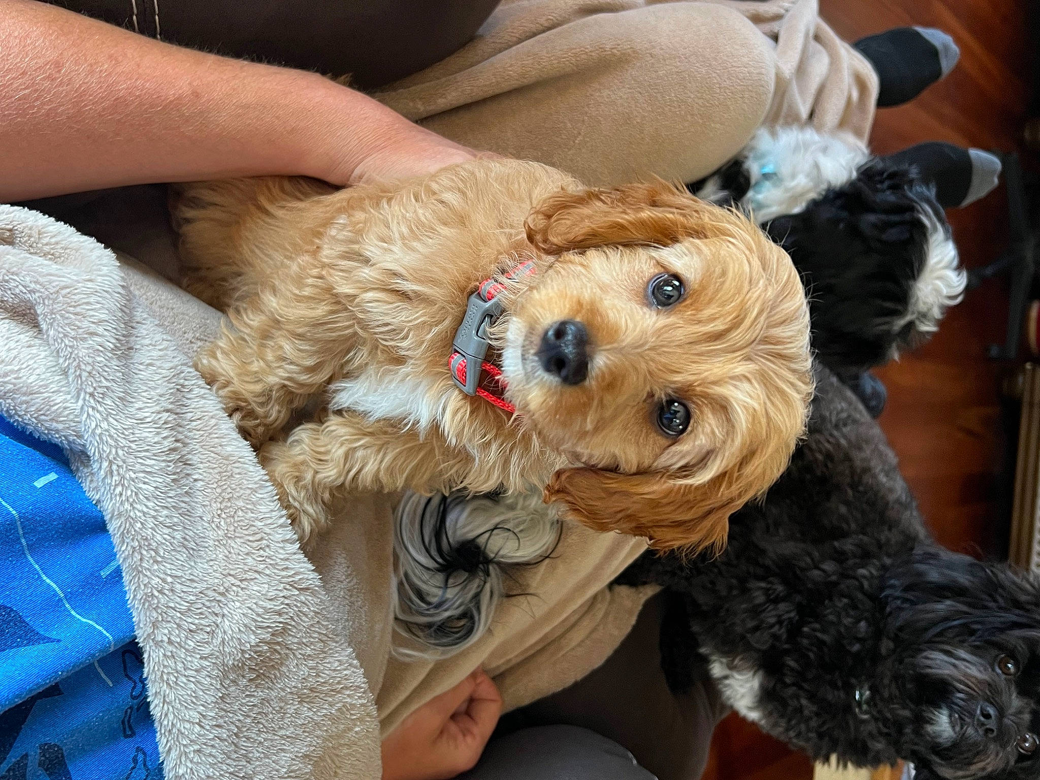 Jager is registered to the contest to win money with this photo: carnivore, collar, companion_dog, dog, dog_breed, dog_clothes, dog_collar, dog_supply, fawn, fur, hat, pet_supply, puppy_love, small_terrier, snout, sporting_group, terrier, toy_dog, working_animal, yorkipoo