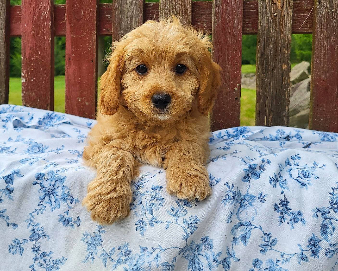 Jager joined the competition — help win amazing prizes! canidae, carnivore, companion_dog, dog, dog_breed, dog_supply, fence, fur, liver, maltepoo, small_terrier, snout, sporting_group, terrestrial_animal, terrier, toy_dog, wood, working_animal, yorkipoo