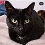 black_cat, cat, yellow_eyes, pet, animal, feline, close_up, indoor, blanket, soft_texture, fur, ears, whiskers, resting, cute, domestic_animal, portrait, lying_down, calm, focused