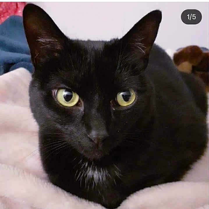 Gribouille a rejoint le concours — aidez-le/la à gagner de superbes lots ! animal, black_cat, blanket, calm, cat, close_up, cute, domestic_animal, ears, feline, focused, fur, indoor, lying_down, pet, portrait, resting, soft_texture, whiskers, yellow_eyes