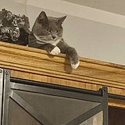 Princesse participe au concours pour gagner de l'argent avec cette photo : cat, gray_cat, white_paws, wooden_cabinet, glass_vase, decor, indoor, feline, pet, relaxed, paw, furniture, metal_frame, home, animal, resting, looking_down, domestic_cat, shelf, cabinet_top